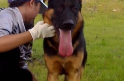 德国牧羊犬训练,塑造忠诚守护者的秘诀