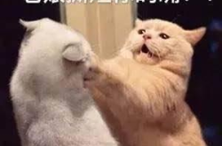 娱乐吃瓜君猫咪,揭秘娱乐圈的萌宠生活