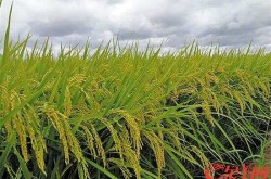 科技圈热点珠三角都市圈特色农业风生水起 已成投资新热点