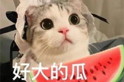 娱乐吃瓜君网红虐猫是谁,娱乐吃瓜君揭露虐猫网红真相