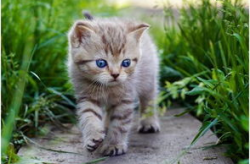 娱乐吃瓜酱给猫照相,猫咪写真集