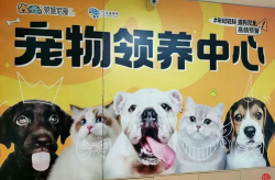 宠物商城,宠物商城的崛起与未来展望