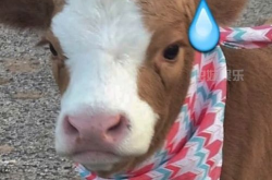 娱乐吃瓜酱分享一些可爱,娱乐吃瓜酱的甜蜜分享时光